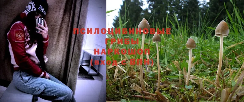 как найти закладки  Ржев  Псилоцибиновые грибы Magic Shrooms 